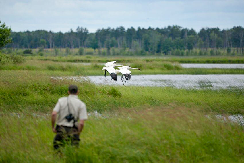 Whooping cranes at Wheeler National Wildlife Refuge in Alabama