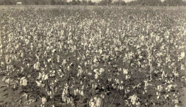 Lawrence County Cotton
