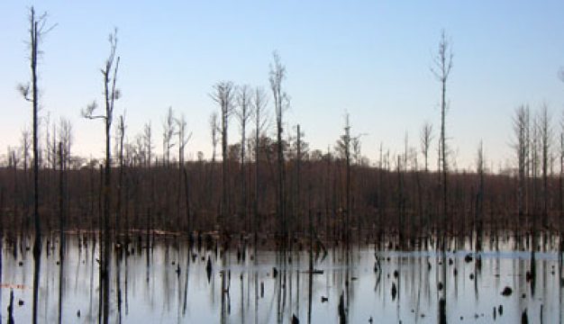 Luxapallila Creek Swamp