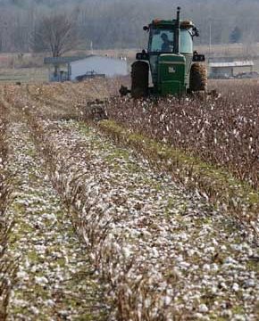 Cotton Farm in Madison County