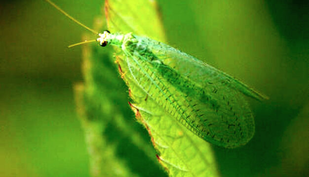 Common Lacewing