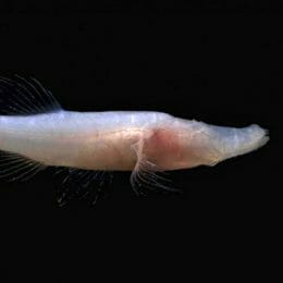 Alabama Cavefish