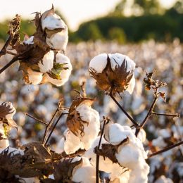 Modern Cotton Production in Alabama
