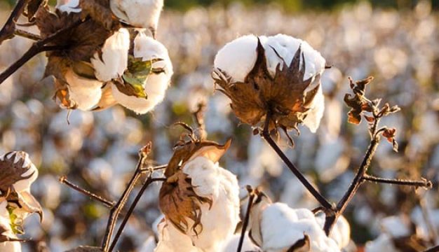 Modern Cotton Production in Alabama