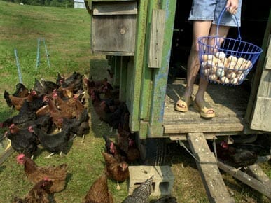 Hartselle Farm with Chickens