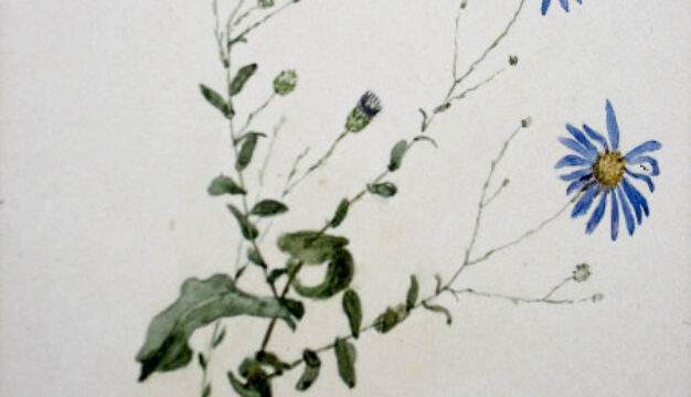 Plant Sketch by Adelaide Mahan