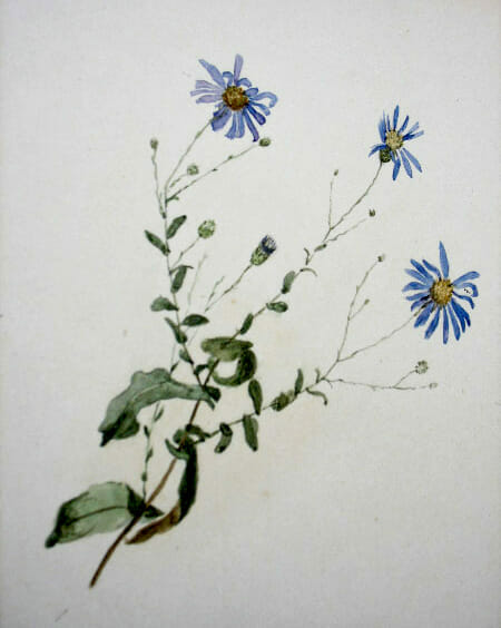 Plant Sketch by Adelaide Mahan