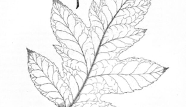 Bartram Sketch of Oakleaf Hydrangea