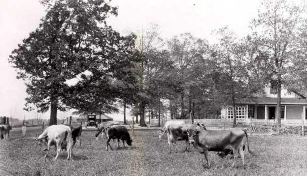 Cattle Farm in Brundidge, 1926