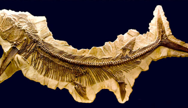 Figure 6. Xiphactinus Fossil