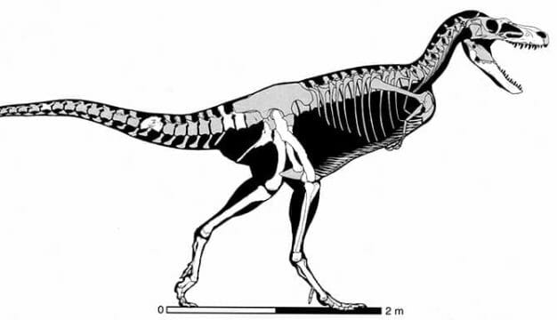 Appalachiosaurus montgomeriensis Diagram