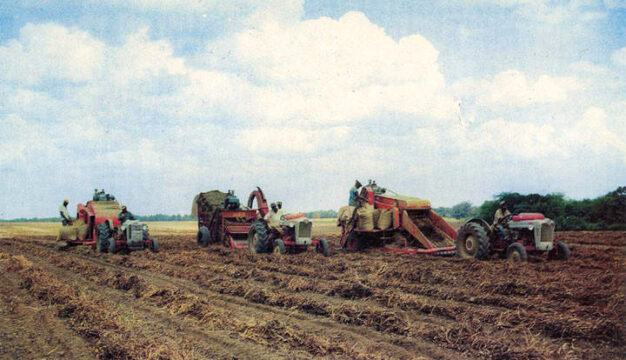 Peanut Harvest, 1940s