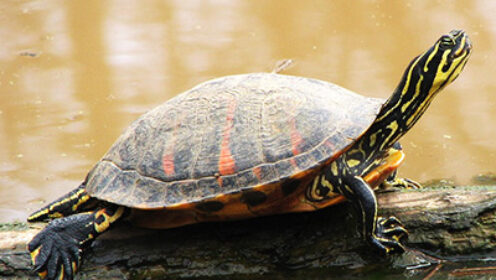 Alabama Red-Bellied Turtle