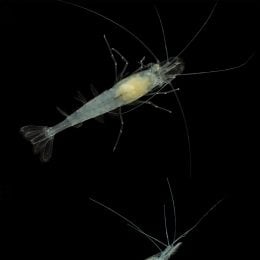 Alabama Cave Shrimp