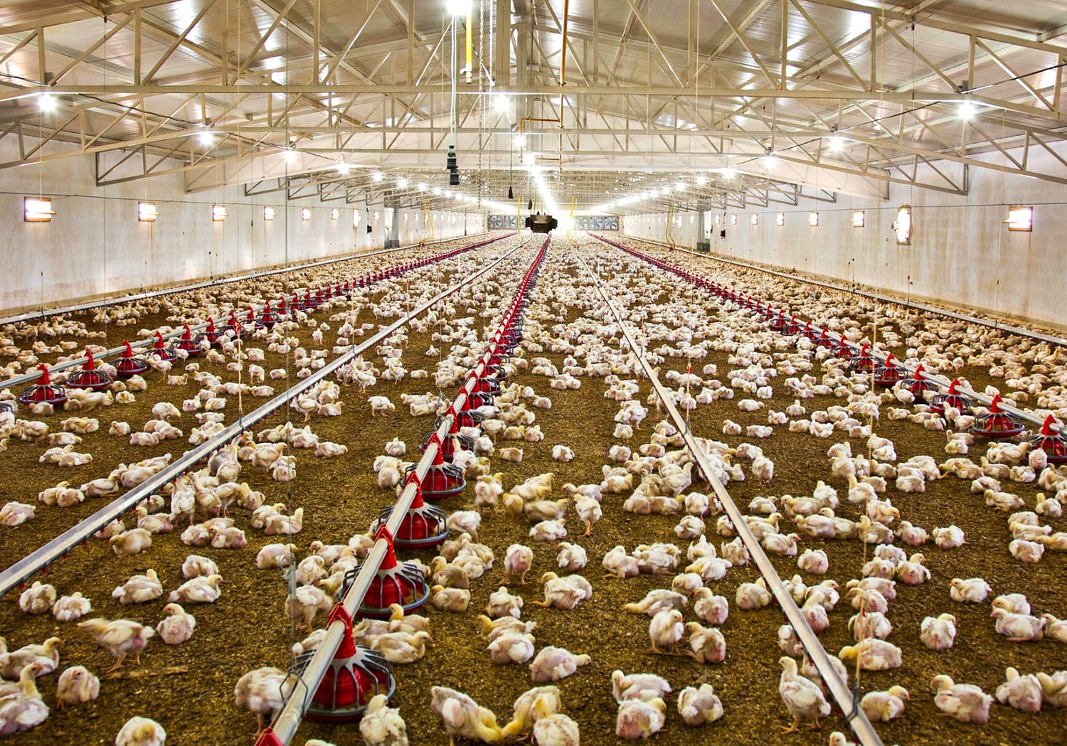 Large broiler chicken house with feeding and watering lines
