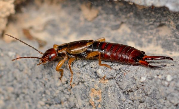 Insects of Alabama - Encyclopedia of Alabama