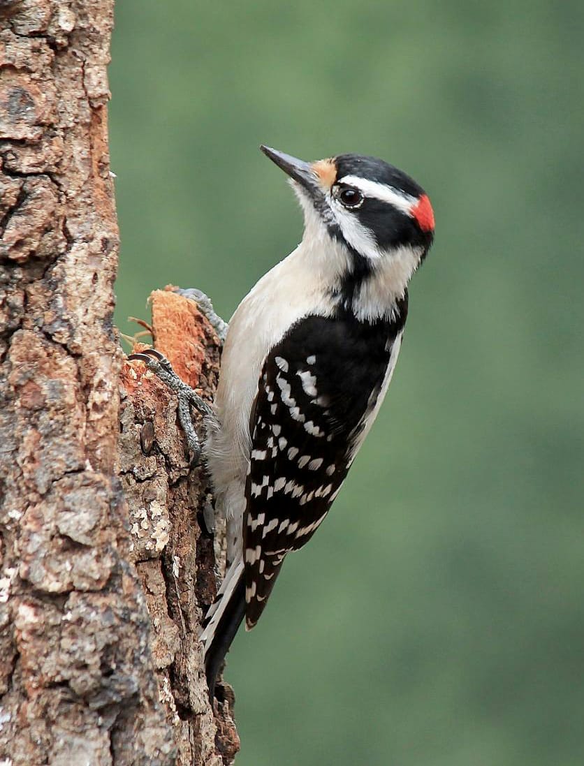 Male Downy Woodpecker, the smallest woodpecker in North America, in Alabama