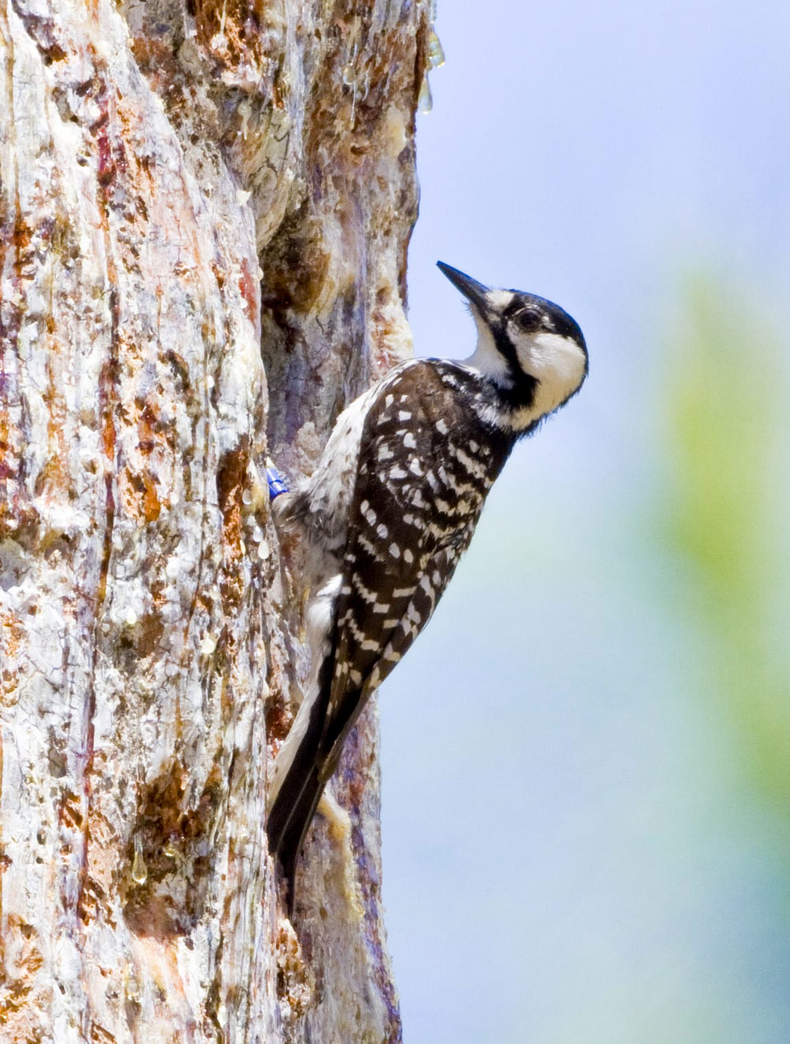 Red-cockaded Woodpecker - Encyclopedia of Alabama