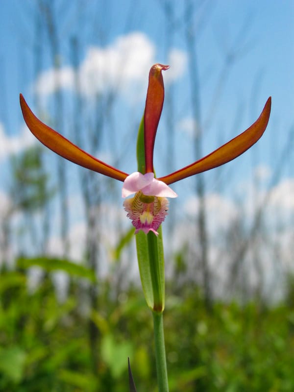 Rosebud Orchid Encyclopedia Of Alabama