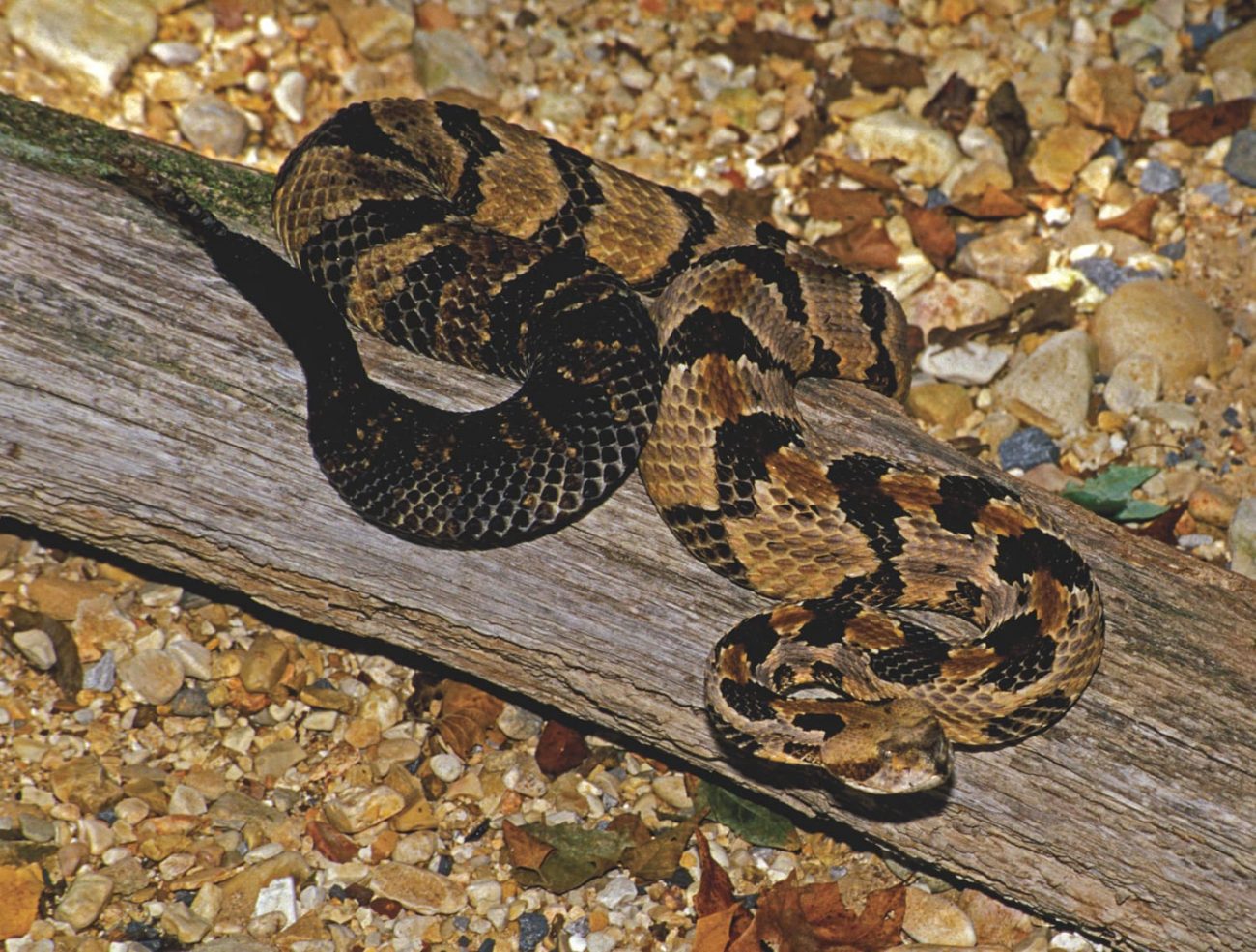 Timber Rattlesnake - Encyclopedia of Alabama