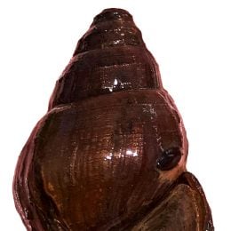 Slender Campeloma
