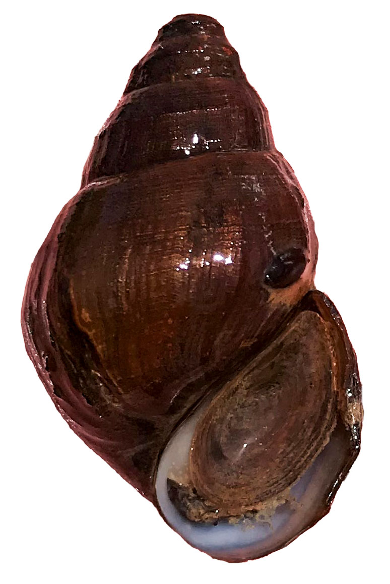 Slender Campeloma