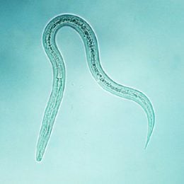 Hookworm Disease in Alabama