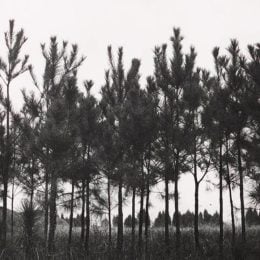 Alabama Forest Nurseries