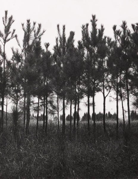 loblolly pines