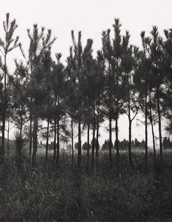 Loblolly Pines, State Forest Nursery in Autaugaville