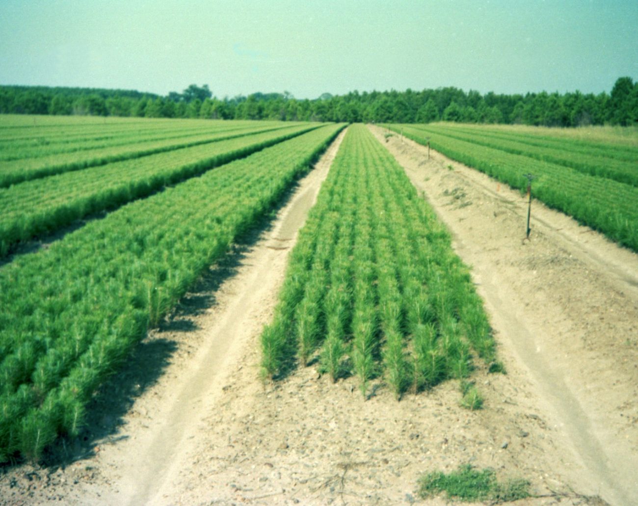 E. A. Hauss Nursery