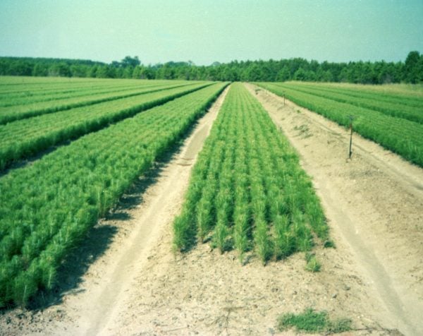 A field of trees at E.A. Hauss Nursery