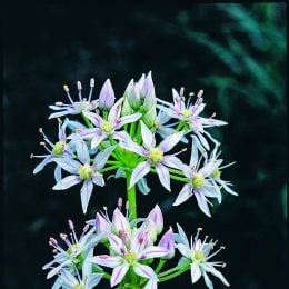 Little River Canyon Onion