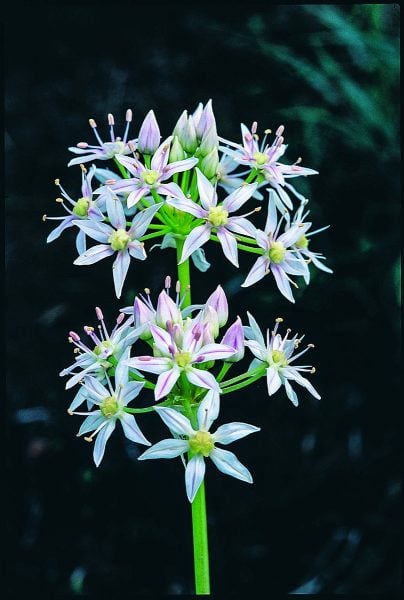image of Little River Canyon onion